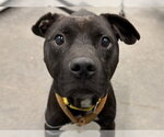 Small #1 American Pit Bull Terrier Mix