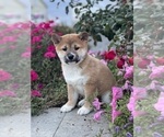 Small #7 Shiba Inu