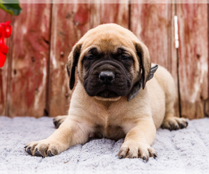 Medium Mastiff