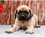 Puppy Herbert Mastiff