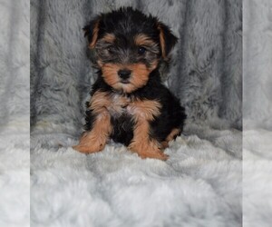 Yorkshire Terrier Puppy for sale in BARNESVILLE, KS, USA