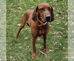 Father of the Redbone Coonhound puppies born on 06/17/2025