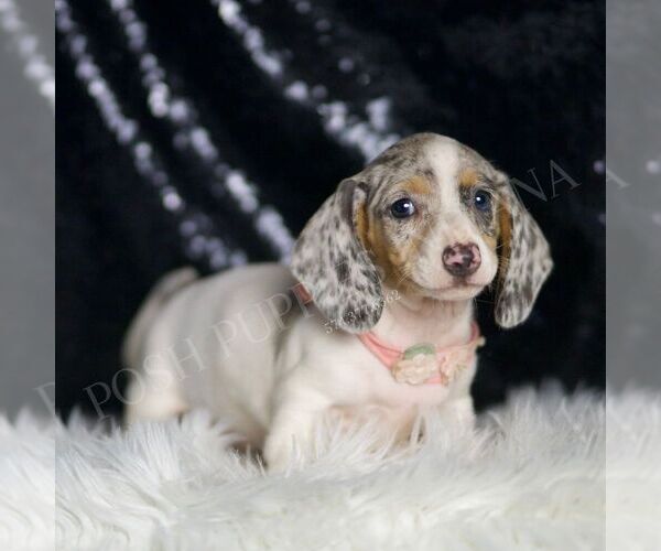 Medium Photo #5 Dachshund Puppy For Sale in WARSAW, IN, USA