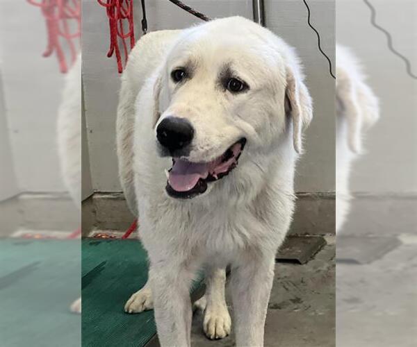 Medium Photo #1 Great Pyrenees Puppy For Sale in Camarillo, CA, USA