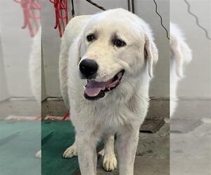 Great Pyrenees Dogs for adoption in Camarillo, CA, USA