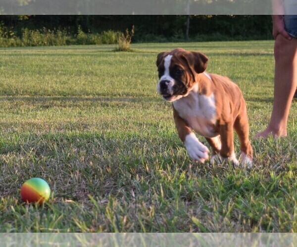 Medium Photo #3 Boxer Puppy For Sale in HUMBOLDT, NE, USA