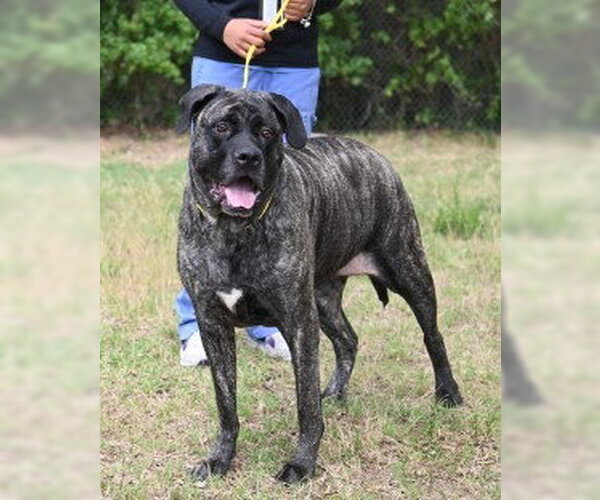 Medium Photo #3 Mutt Puppy For Sale in Glen Allen, VA, USA