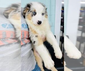 Australian Shepherd Puppy for sale in CINCINNATI, OH, USA