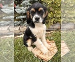 Small #3 Cockapoo