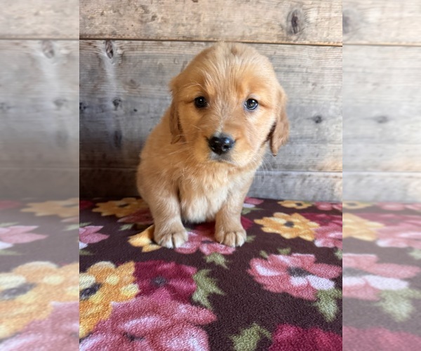 Medium Photo #5 Golden Retriever Puppy For Sale in VERMONTVILLE, MI, USA