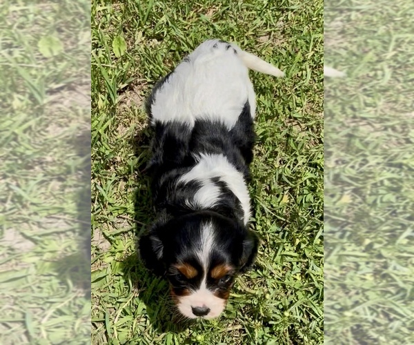 Medium Photo #5 Cavalier King Charles Spaniel Puppy For Sale in MOUNT PLEASANT, MI, USA