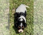 Small #4 Cavalier King Charles Spaniel