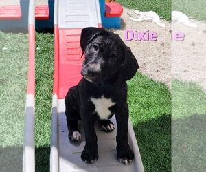 Labrador Retriever-Unknown Mix Dogs for adoption in Des Moines, IA, USA