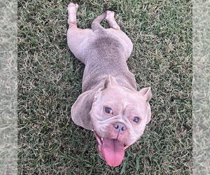 Molly - Female French Bulldog-Unknown Mix Dog for Adoption - Photo #2