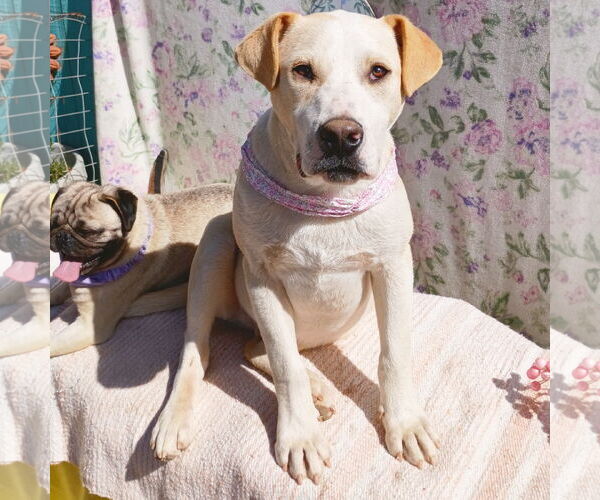 Medium Photo #3 Labrador Retriever-Unknown Mix Puppy For Sale in Apple Valley, CA, USA