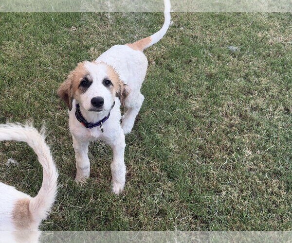 Medium Photo #1 Great Pyrenees-Unknown Mix Puppy For Sale in Dallas, TX, USA