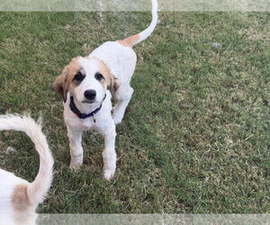 Great Pyrenees-Unknown Mix Dogs for adoption in Dallas, TX, USA