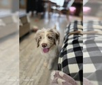 Small #18 Aussiedoodle