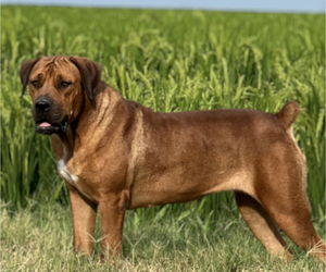 Mother of the Boerboel puppies born on 10/22/2022