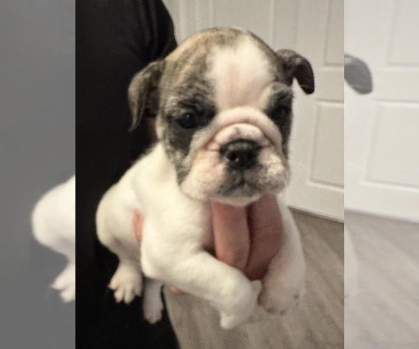 Medium Photo #88 English Bulldog Puppy For Sale in WEEKI WACHEE, FL, USA