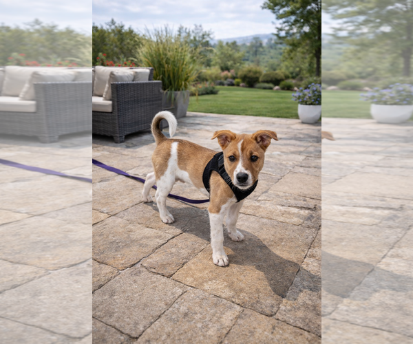 Medium Photo #1 Basenji Puppy For Sale in Menifee, CA, USA