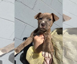 Mutt Dogs for adoption in Elmsford, NY, USA