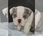 Small #2 Bulldog