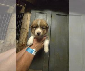 Pembroke Welsh Corgi Puppy for sale in FALLON, NV, USA