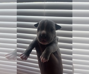 American Bully Puppy for sale in GREENVILLE, SC, USA