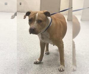 Mutt Dogs for adoption in Conroe, TX, USA