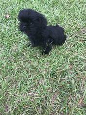 Shih Tzu Puppy for sale in KINGSTREE, SC, USA