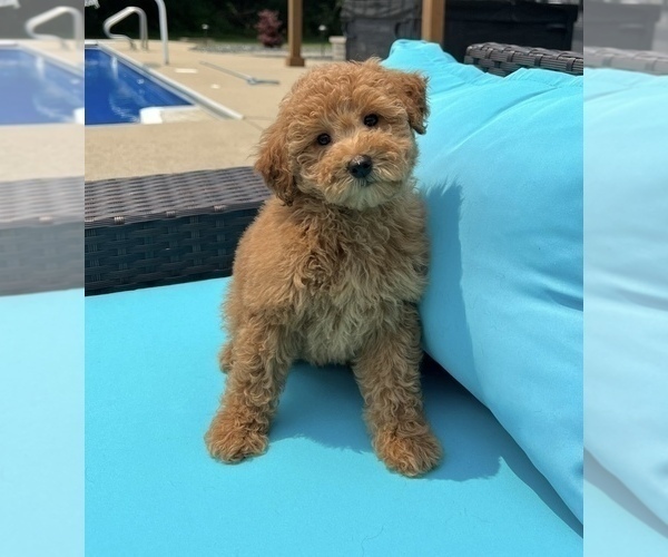Medium Photo #7 Goldendoodle (Miniature) Puppy For Sale in FRANKLIN, IN, USA