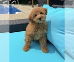 Small #6 Goldendoodle (Miniature)