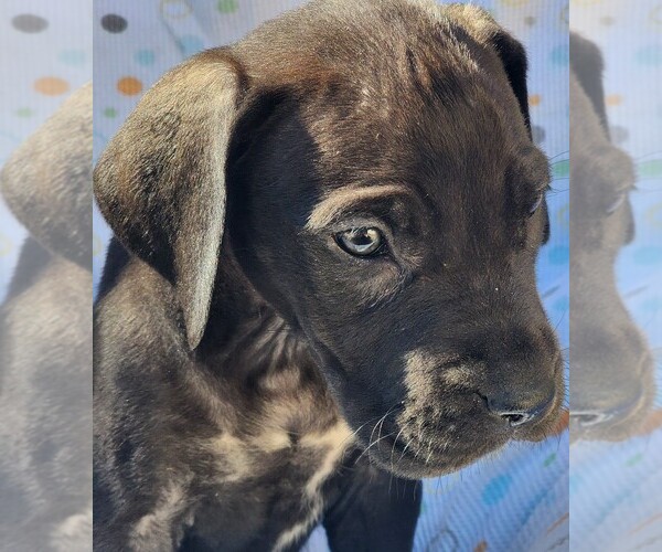 Medium Photo #1 Great Dane Puppy For Sale in MENIFEE, CA, USA