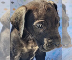 Great Dane Puppy for sale in MENIFEE, CA, USA