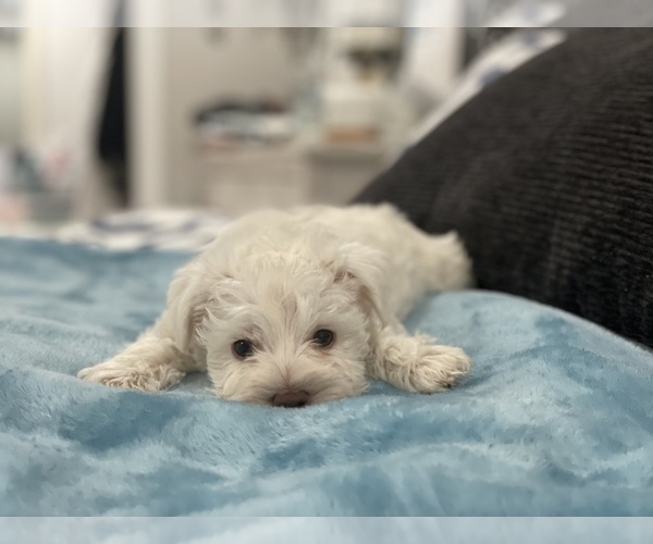 Medium Photo #3 Schnauzer (Miniature) Puppy For Sale in RICHLAND, WA, USA