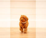 Small #2 Poodle (Miniature)