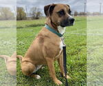 Small #19 Australian Shepherd-Boxer Mix