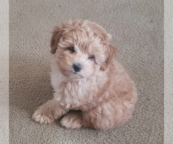 Medium Photo #1 Aussiedoodle Miniature  Puppy For Sale in LONGVIEW, TX, USA