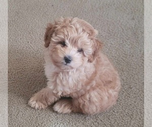Aussiedoodle Miniature  Puppy for Sale in LONGVIEW, Texas USA