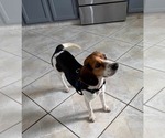 Small #2 Beagle