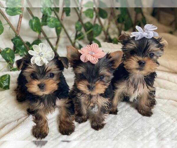 Medium Photo #8 Yorkshire Terrier Puppy For Sale in PALO ALTO, CA, USA