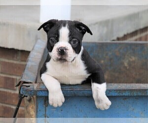 Boston Terrier Puppy for sale in FREDERICKSBG, OH, USA