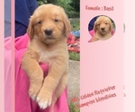 Puppy Basil Golden Retriever