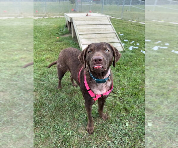 Medium Photo #2 Chesapeake Bay Retriever-Unknown Mix Puppy For Sale in Pierceton , IN, USA