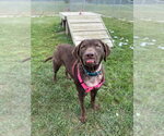 Small #1 Chesapeake Bay Retriever Mix