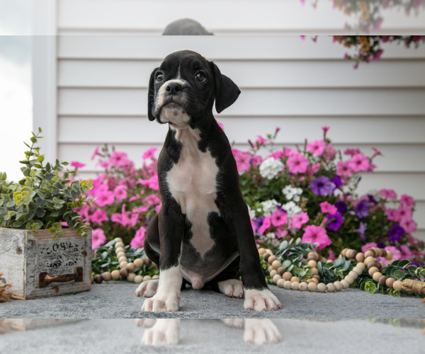 Medium Photo #21 Boxer Puppy For Sale in GRABILL, IN, USA