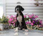 Small Photo #21 Boxer Puppy For Sale in GRABILL, IN, USA