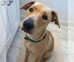 Small #24 Labrador Retriever Mix