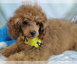 Poodle (Miniature) Puppy for sale in W FIELD, NC, USA